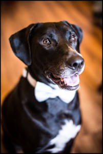dog ring bearer