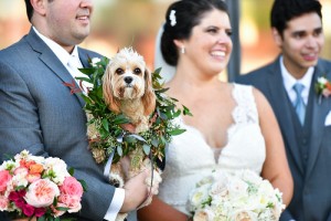 wedding dog
