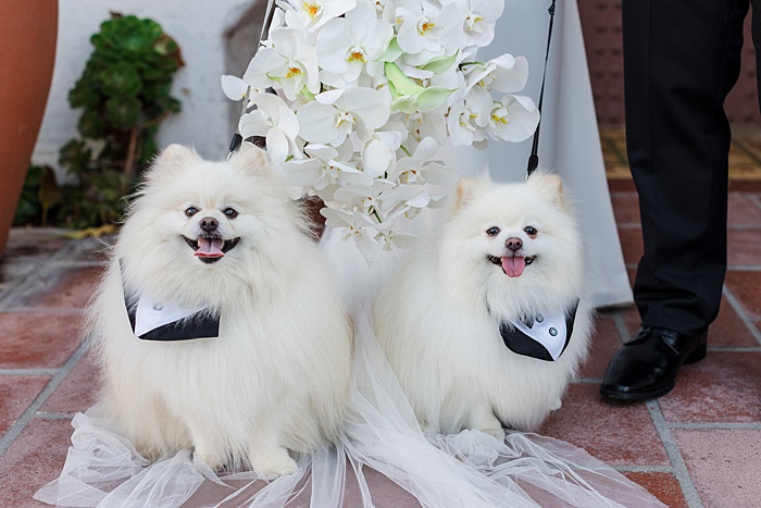 dogs at wedding