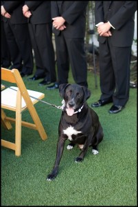 dog ring bearer