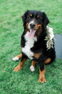 dog friendly wedding venues