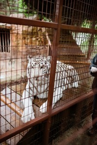 rancho las lomas white tiger